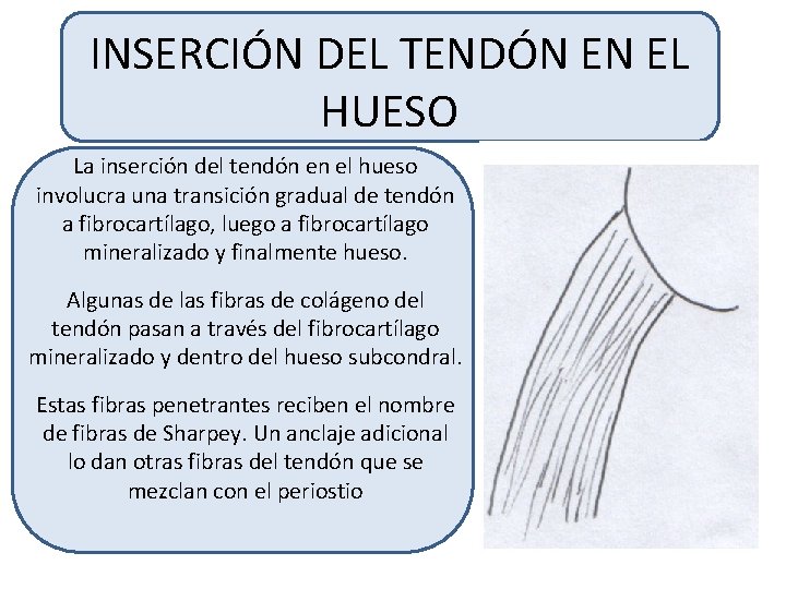INSERCIÓN DEL TENDÓN EN EL HUESO La inserción del tendón en el hueso involucra