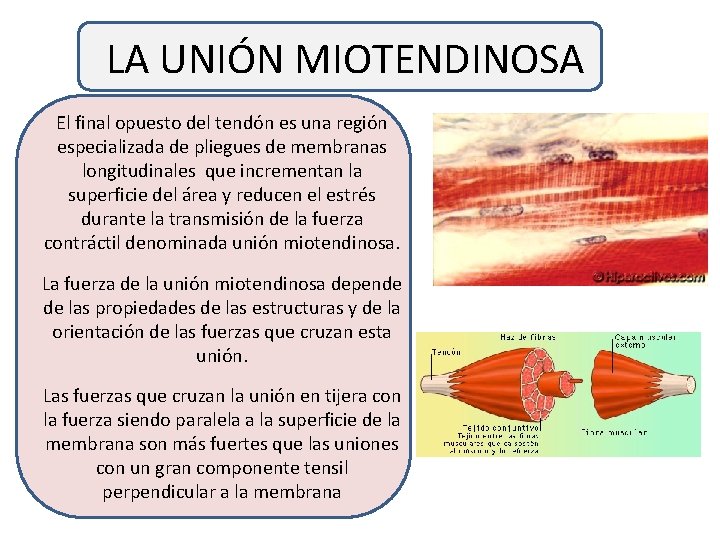 LA UNIÓN MIOTENDINOSA El final opuesto del tendón es una región especializada de pliegues