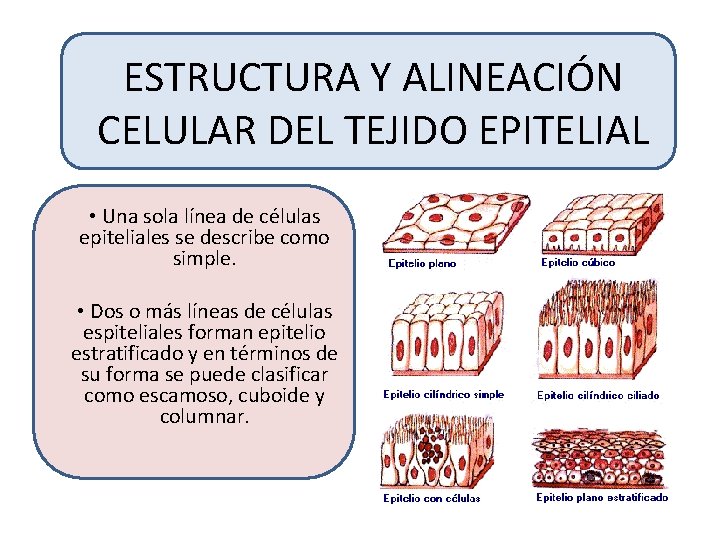 ESTRUCTURA Y ALINEACIÓN CELULAR DEL TEJIDO EPITELIAL • Una sola línea de células epiteliales