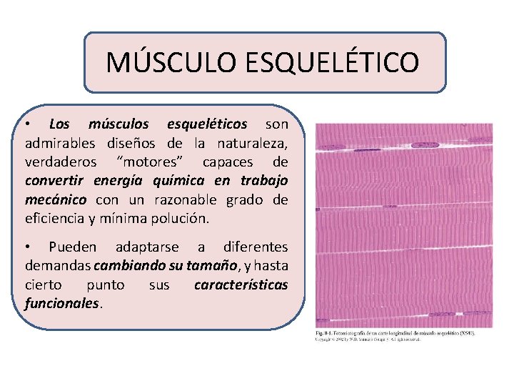 MÚSCULO ESQUELÉTICO • Los músculos esqueléticos son admirables diseños de la naturaleza, verdaderos “motores”