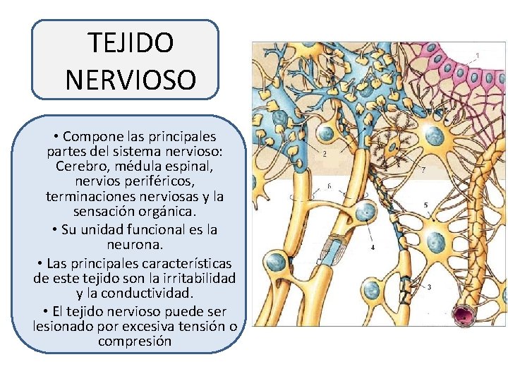 TEJIDO NERVIOSO • Compone las principales partes del sistema nervioso: Cerebro, médula espinal, nervios