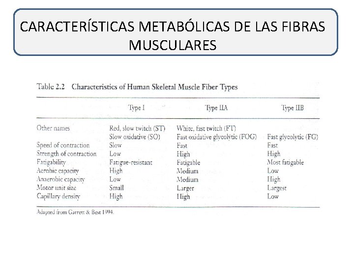 CARACTERÍSTICAS METABÓLICAS DE LAS FIBRAS MUSCULARES 