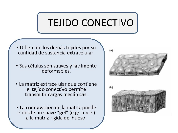 TEJIDO CONECTIVO • Difiere de los demás tejidos por su cantidad de sustancia extracelular.