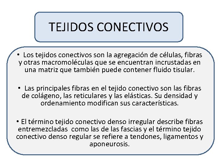 TEJIDOS CONECTIVOS • Los tejidos conectivos son la agregación de células, fibras y otras