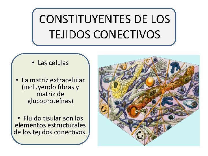 CONSTITUYENTES DE LOS TEJIDOS CONECTIVOS • Las células • La matriz extracelular (incluyendo fibras