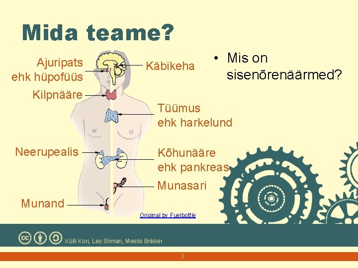 Mida teame? Ajuripats ehk hüpofüüs Käbikeha • Mis on sisenõrenäärmed? Kilpnääre Tüümus ehk harkelund