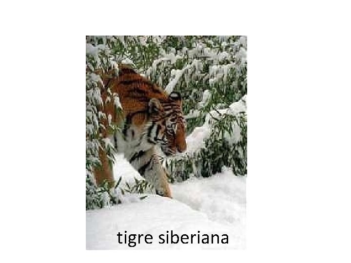 tigre siberiana 