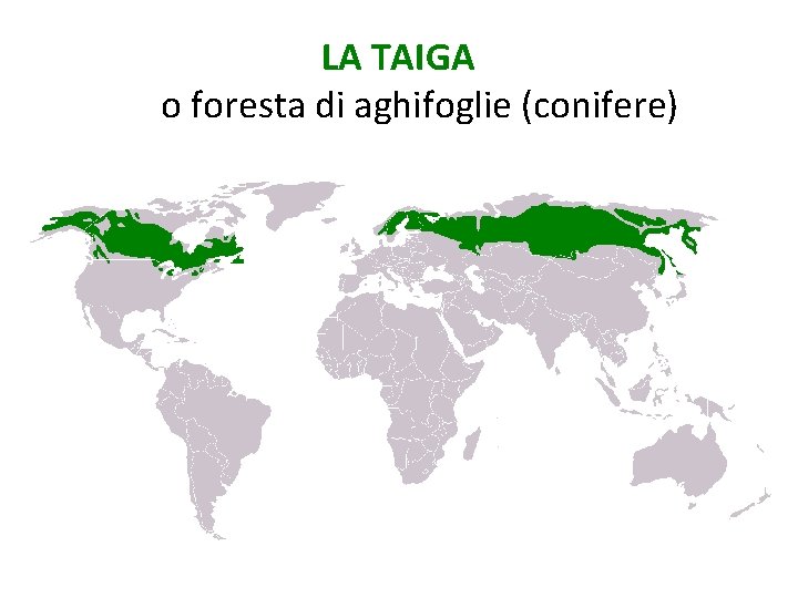 LA TAIGA o foresta di aghifoglie (conifere) 