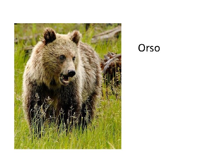 Orso 