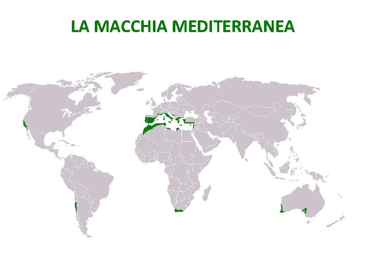 LA MACCHIA MEDITERRANEA 