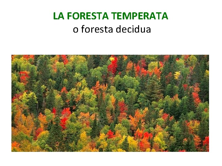 LA FORESTA TEMPERATA o foresta decidua 