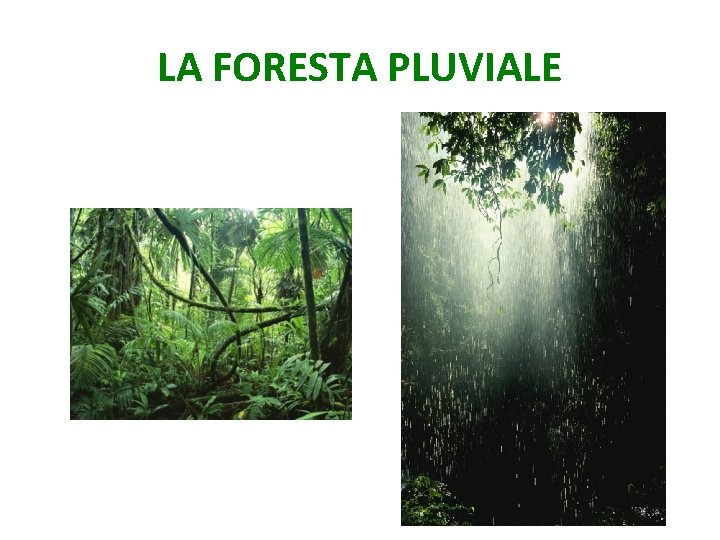 LA FORESTA PLUVIALE 