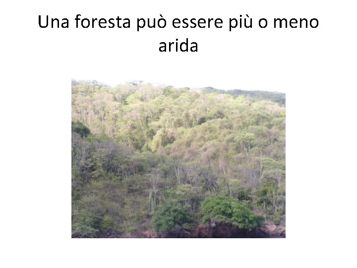 Una foresta può essere più o meno arida 