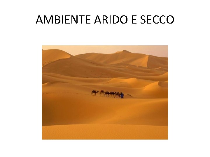 AMBIENTE ARIDO E SECCO 