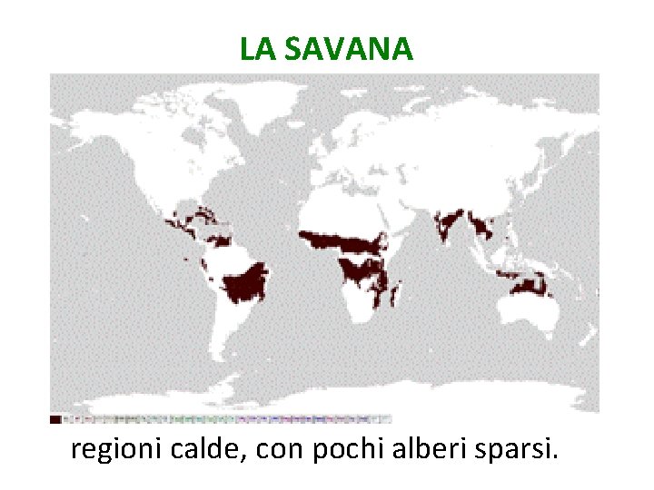 LA SAVANA regioni calde, con pochi alberi sparsi. 