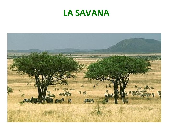 LA SAVANA 