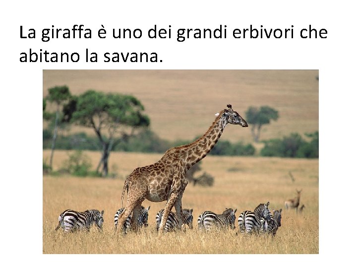 La giraffa e uno dei grandi erbivori che abitano la savana. 