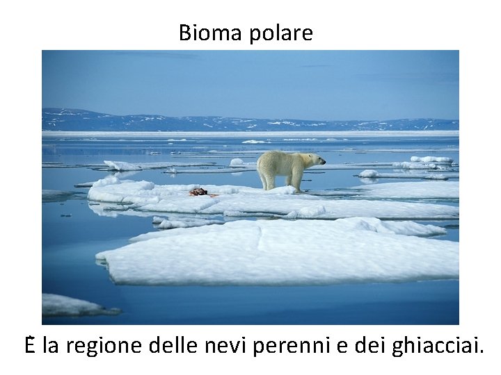 Bioma polare E la regione delle nevi perenni e dei ghiacciai. 