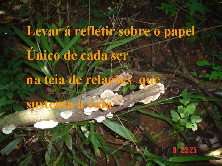 Levar á refletir sobre o papel Único de cada ser na teia de relações