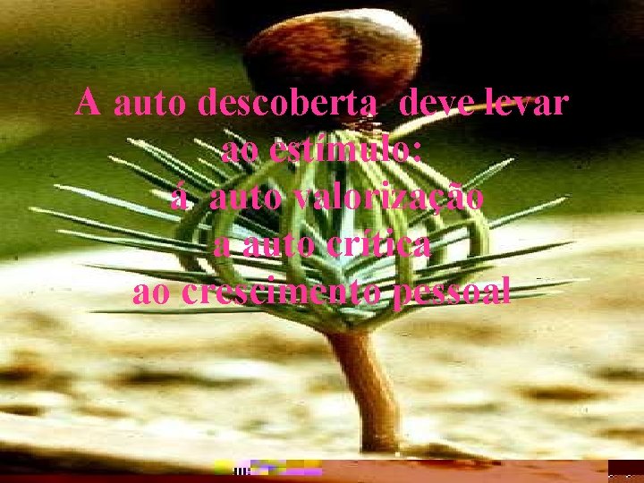 A auto descoberta deve levar ao estímulo: á auto valorização a auto crítica ao