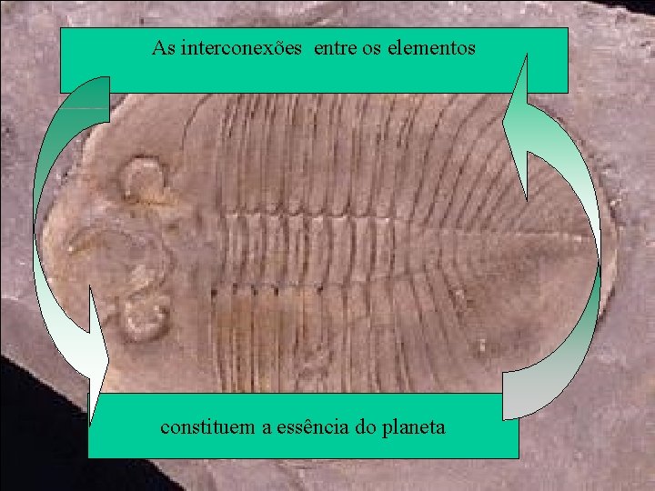 As interconexões entre os elementos constituem a essência do planeta 