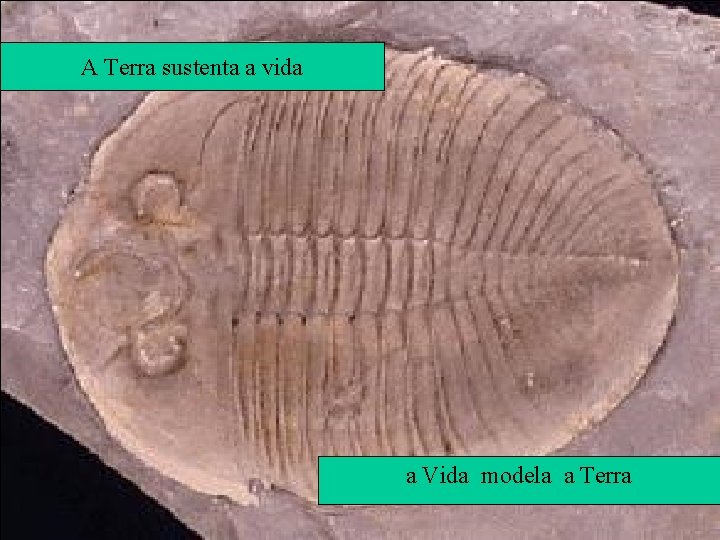 A Terra sustenta a vida a Vida modela a Terra 