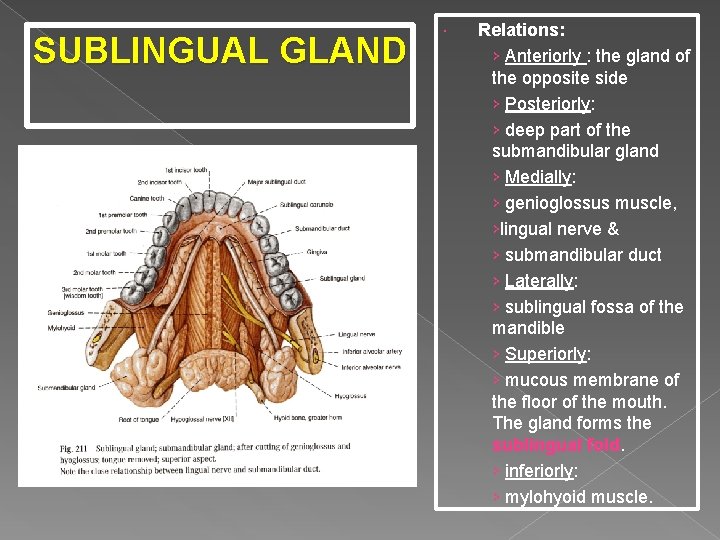 SUBLINGUAL GLAND Relations: › Anteriorly : the gland of the opposite side › Posteriorly: