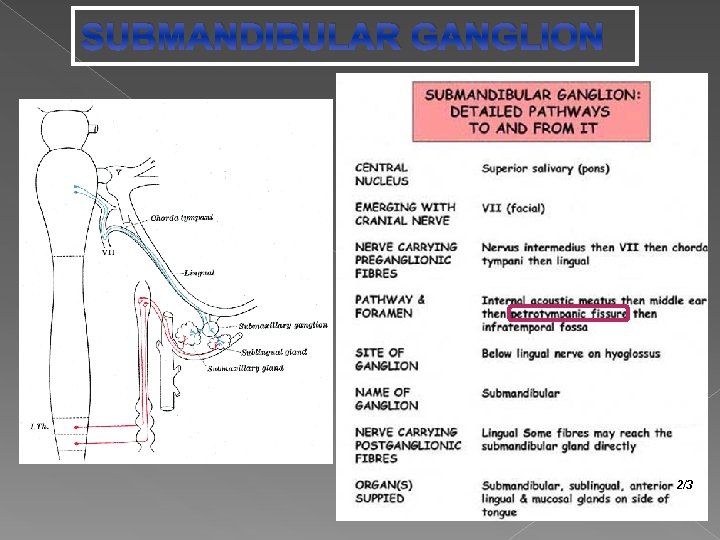 SUBMANDIBULAR GANGLION 2/3 