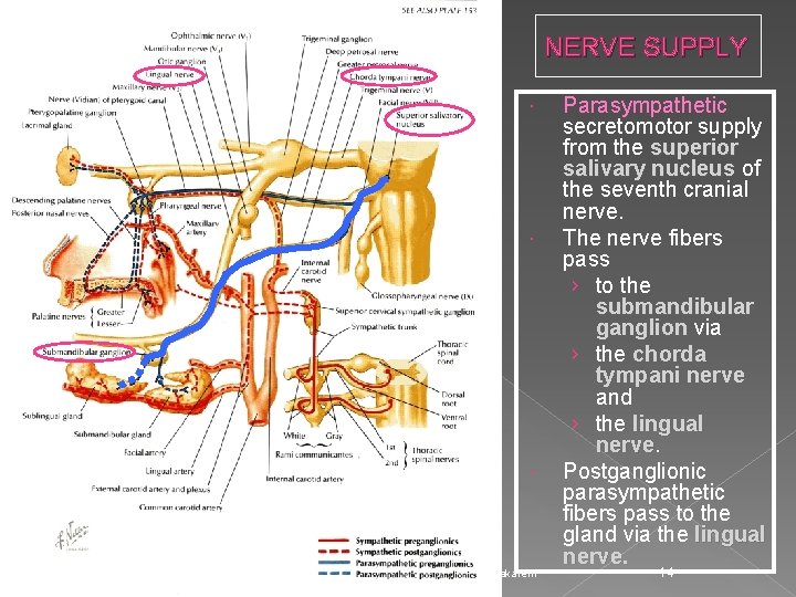 NERVE SUPPLY Prof. Makarem Parasympathetic secretomotor supply from the superior salivary nucleus of the