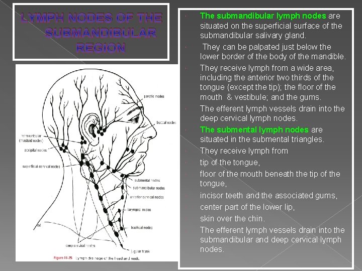 LYMPH NODES OF THE SUBMANDIBULAR REGION The submandibular lymph nodes are situated on the