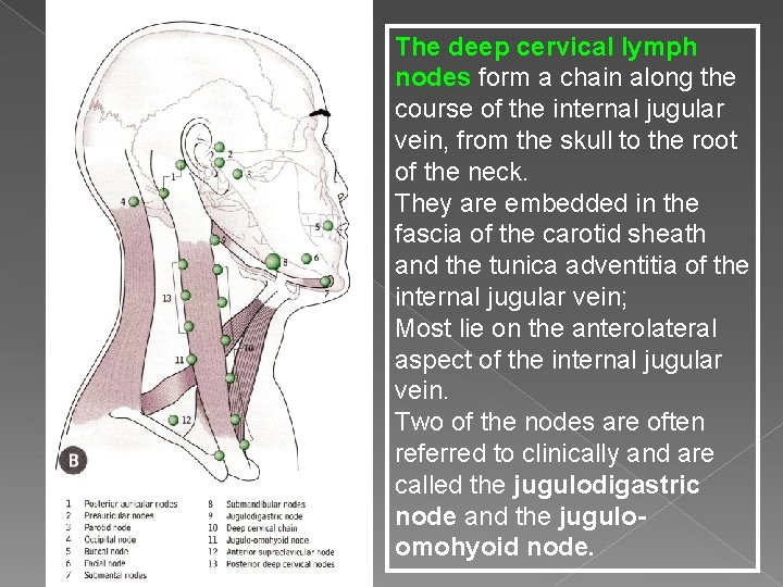 The deep cervical lymph nodes form a chain along the course of the internal
