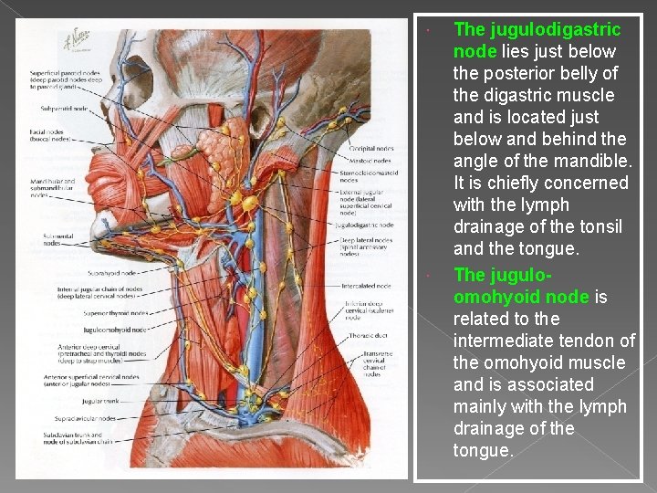  The jugulodigastric node lies just below the posterior belly of the digastric muscle