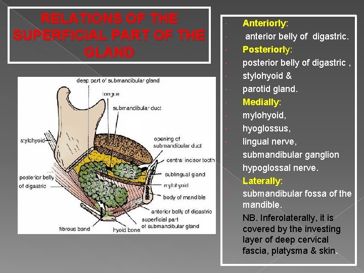 RELATIONS OF THE SUPERFICIAL PART OF THE GLAND Anteriorly: anterior belly of digastric. Posteriorly: