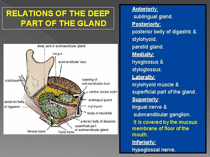 RELATIONS OF THE DEEP PART OF THE GLAND Anteriorly: sublingual gland. Posteriorly: posterior belly