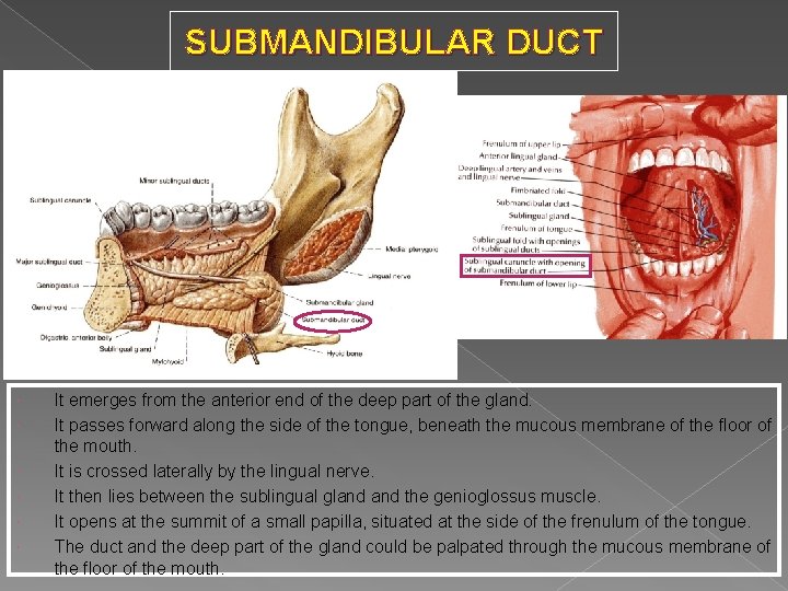 SUBMANDIBULAR DUCT It emerges from the anterior end of the deep part of the