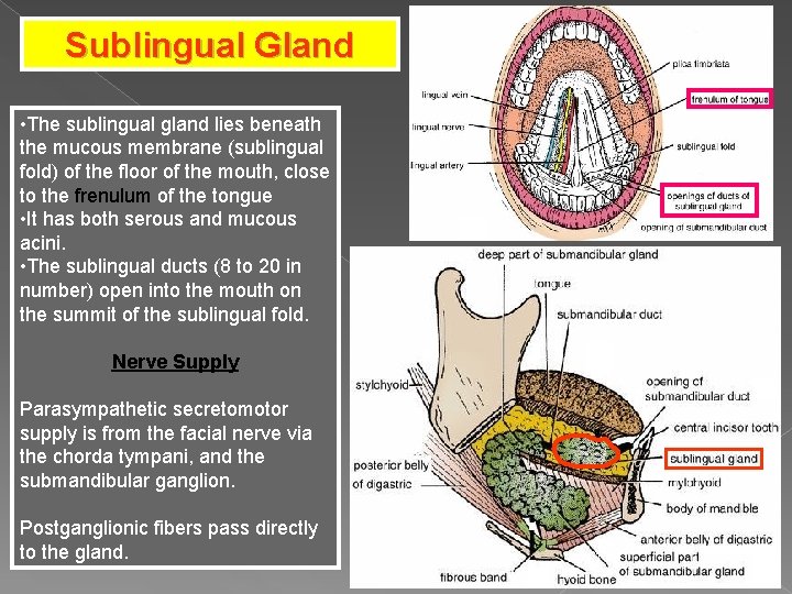 Sublingual Gland • The sublingual gland lies beneath the mucous membrane (sublingual fold) of