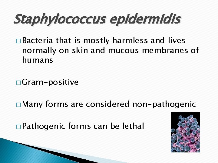 Staphylococcus epidermidis � Bacteria that is mostly harmless and lives normally on skin and