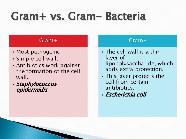 Gram+ vs. Gram- Bacteria Gram+ • Most pathogenic • Simple cell wall. • Antibiotics