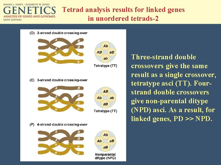 Tetrad analysis results for linked genes in unordered tetrads-2 Three-strand double crossovers give the