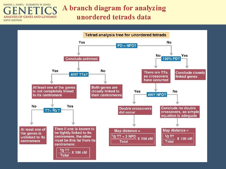 A branch diagram for analyzing unordered tetrads data 