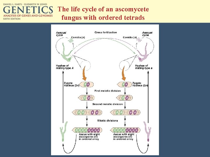 The life cycle of an ascomycete fungus with ordered tetrads 
