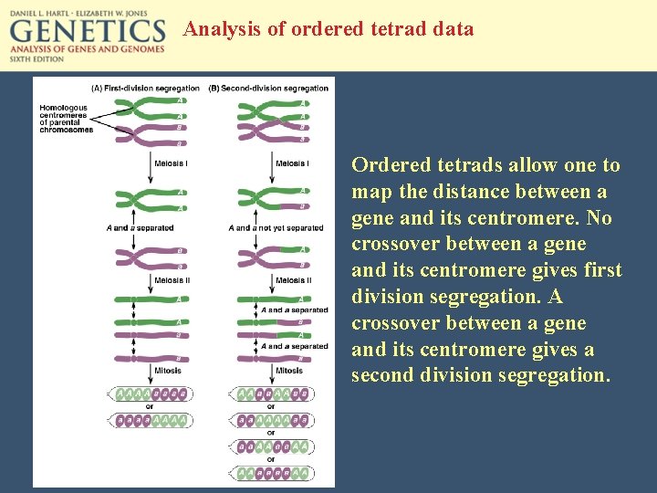 Analysis of ordered tetrad data Ordered tetrads allow one to map the distance between