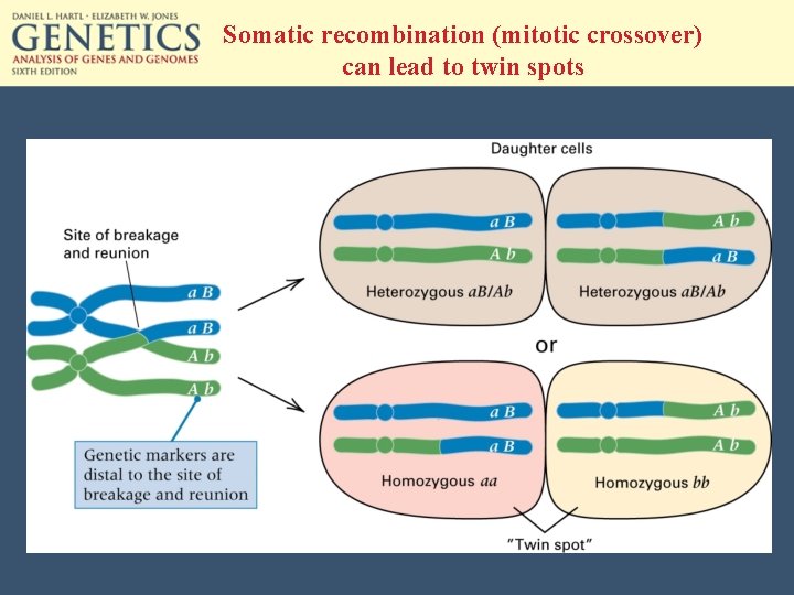 Somatic recombination (mitotic crossover) can lead to twin spots 