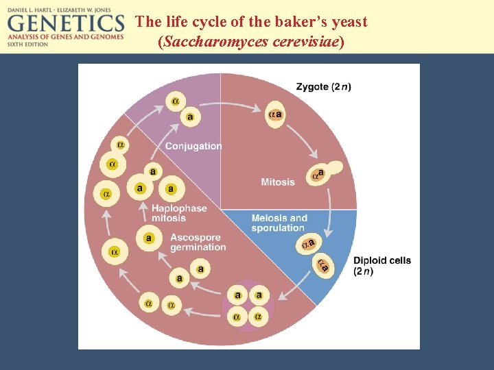 The life cycle of the baker’s yeast (Saccharomyces cerevisiae) 