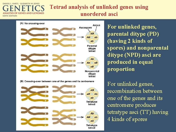 Tetrad analysis of unlinked genes using unordered asci For unlinked genes, parental ditype (PD)