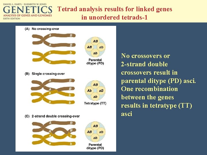 Tetrad analysis results for linked genes in unordered tetrads-1 No crossovers or 2 -strand