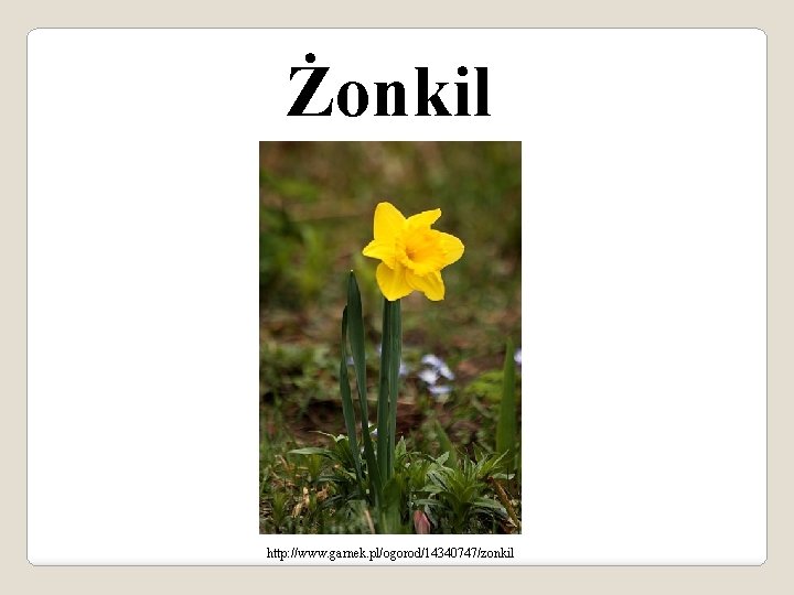 Żonkil http: //www. garnek. pl/ogorod/14340747/zonkil 