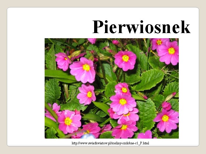 Pierwiosnek http: //www. swiatkwiatow. pl/rosliny-ozdobne-c 1_P. html 