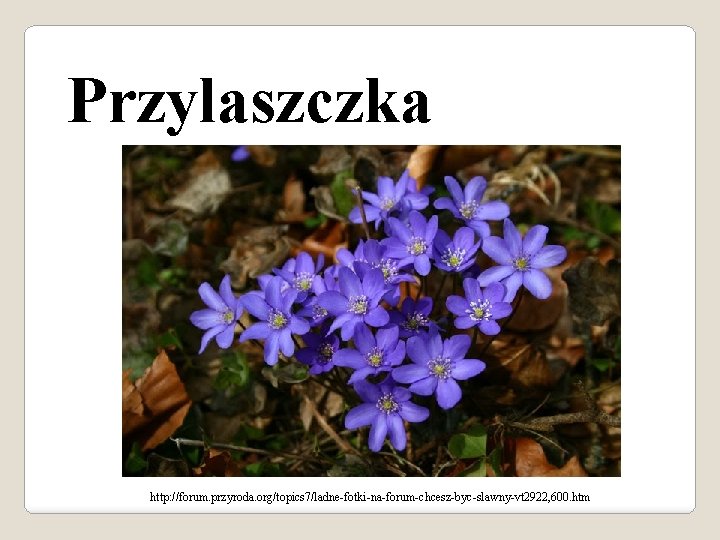 Przylaszczka http: //forum. przyroda. org/topics 7/ladne-fotki-na-forum-chcesz-byc-slawny-vt 2922, 600. htm 