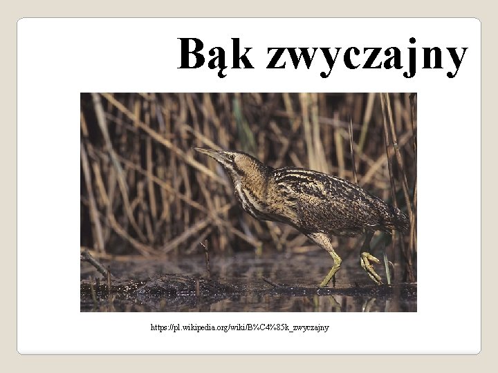 Bąk zwyczajny https: //pl. wikipedia. org/wiki/B%C 4%85 k_zwyczajny 
